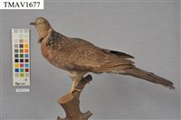 藏品(斑頸鳩)的圖片